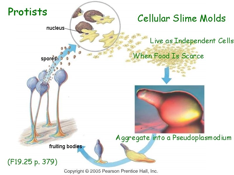 Protists Cellular Slime Molds nucleus Live as Independent Cells spores When Food Is Scarce