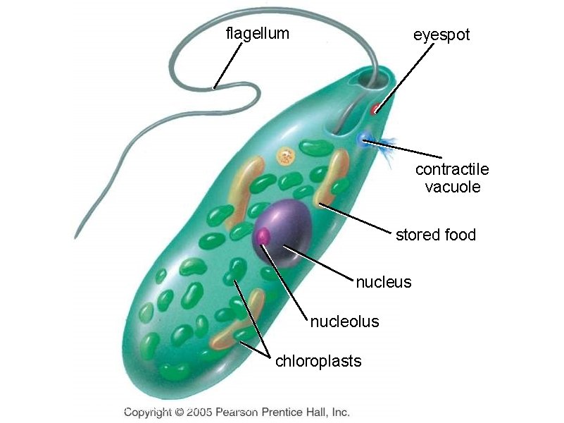 flagellum eyespot contractile vacuole stored food nucleus nucleolus chloroplasts Copyright © 2005 Pearson Prentice