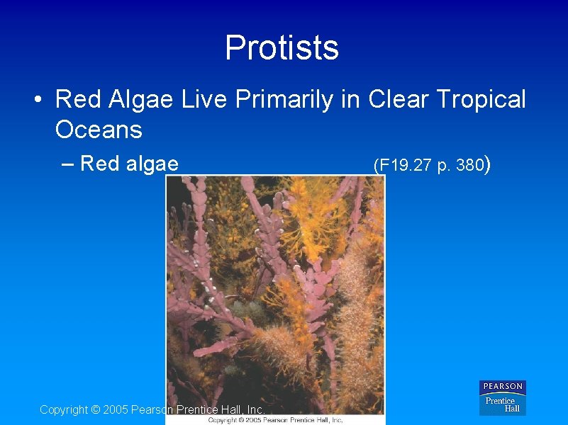 Protists • Red Algae Live Primarily in Clear Tropical Oceans – Red algae Copyright