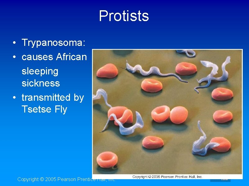 Protists • Trypanosoma: • causes African sleeping sickness • transmitted by Tsetse Fly Copyright