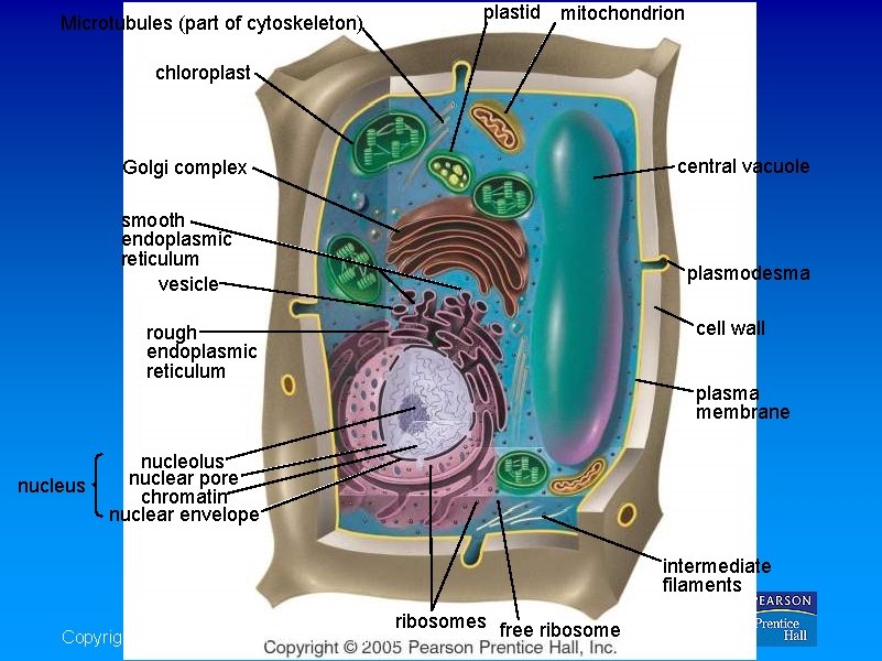 Microtubules (part of cytoskeleton) plastid mitochondrion chloroplast Golgi complex smooth endoplasmic reticulum vesicle rough