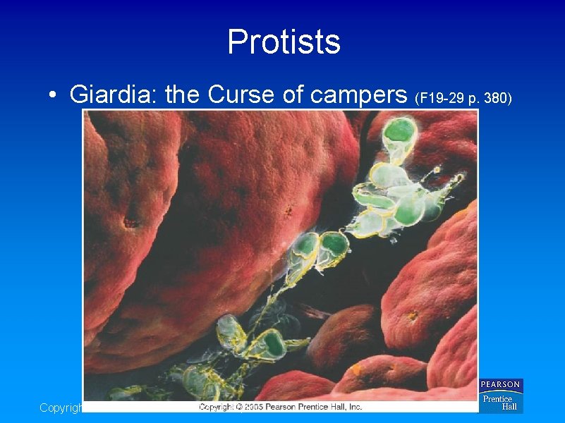 Protists • Giardia: the Curse of campers (F 19 -29 p. 380) Copyright ©
