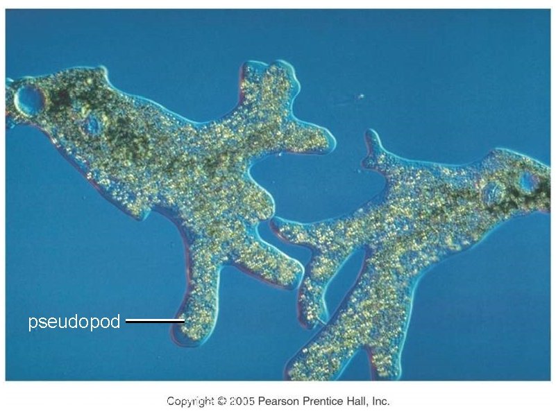 pseudopod Copyright © 2005 Pearson Prentice Hall, Inc. 