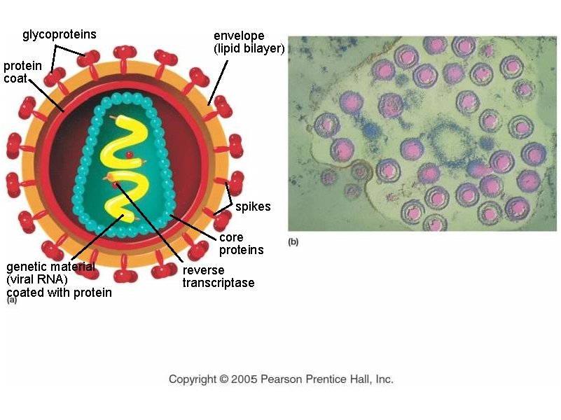 glycoproteins envelope (lipid bilayer) protein coat spikes core proteins genetic material (viral RNA) coated