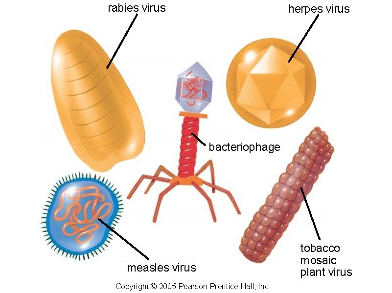 rabies virus herpes virus bacteriophage measles virus Copyright © 2005 Pearson Prentice ©Hall, Inc.