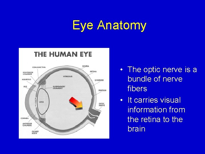 Eye Anatomy • The optic nerve is a bundle of nerve fibers • It