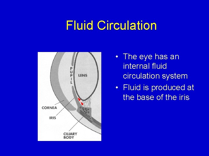 Fluid Circulation • The eye has an internal fluid circulation system • Fluid is