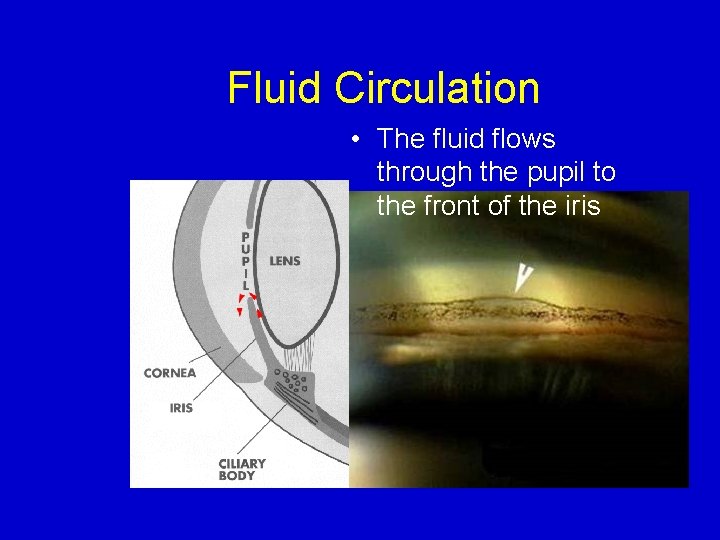 Fluid Circulation • The fluid flows through the pupil to the front of the