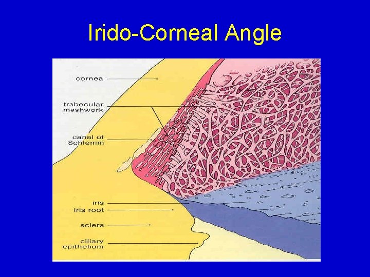 Irido-Corneal Angle 