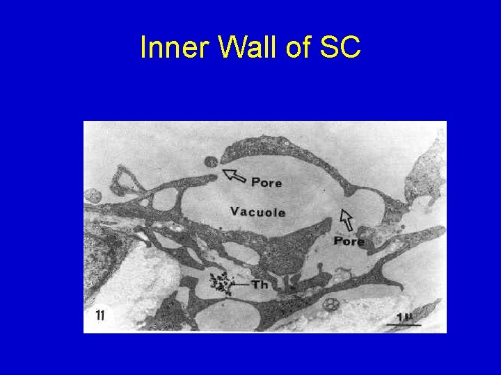 Inner Wall of SC 