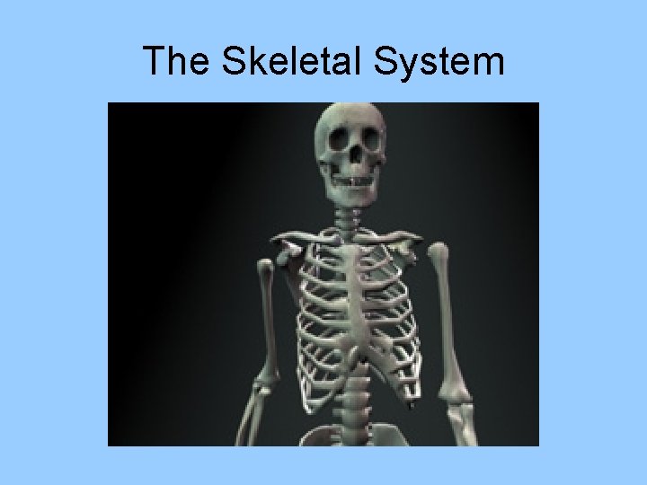 The Skeletal System 