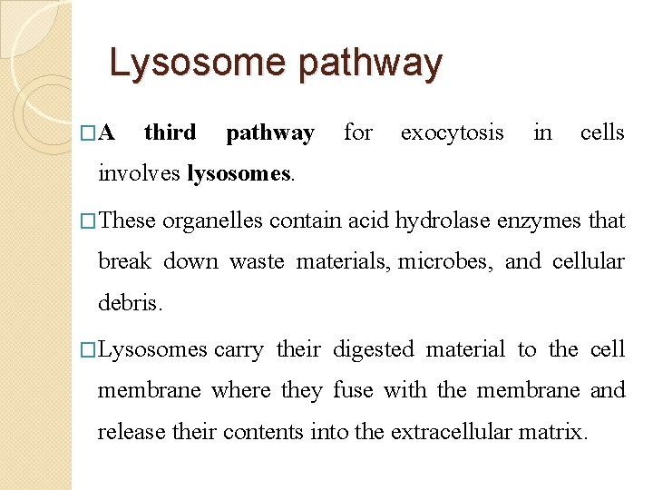 Lysosome pathway �A third pathway for exocytosis in cells involves lysosomes. �These organelles contain