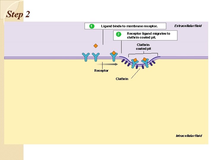 Step 2 1 Ligand binds to membrane receptor. 2 Extracellular fluid Receptor-ligand migrates to