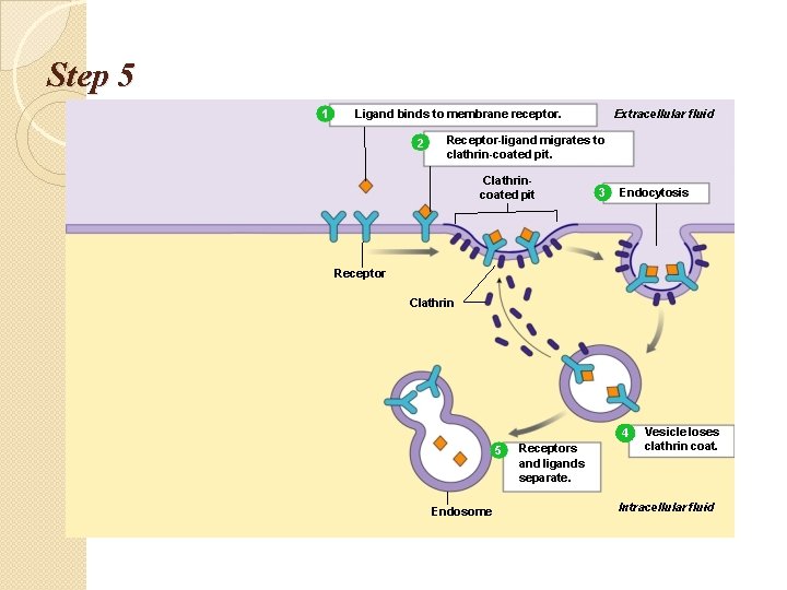 Step 5 1 Extracellular fluid Ligand binds to membrane receptor. 2 Receptor-ligand migrates to