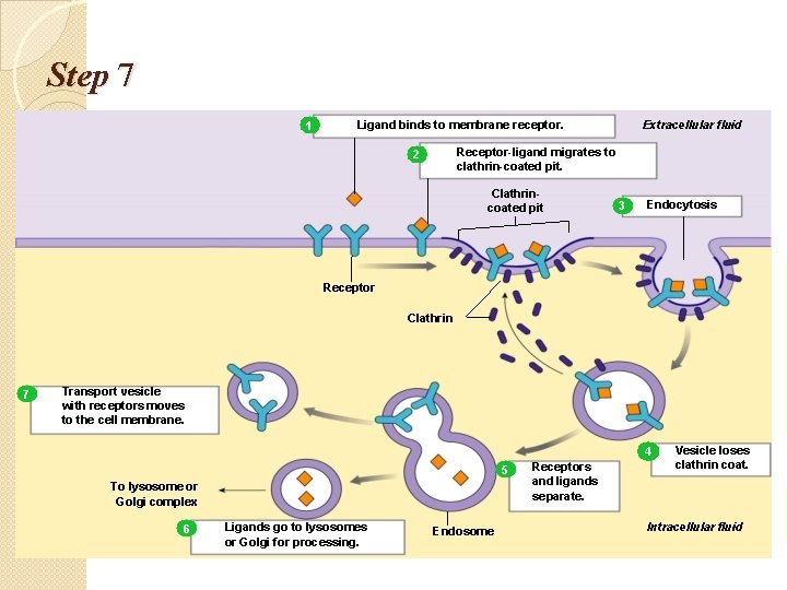 Step 7 1 Extracellular fluid Ligand binds to membrane receptor. Receptor-ligand migrates to clathrin-coated