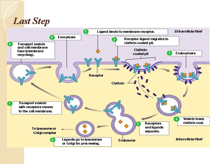 Last Step 1 9 8 Extracellular fluid Ligand binds to membrane receptor. Exocytosis Receptor-ligand