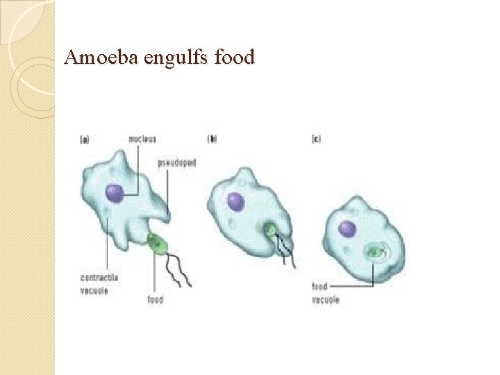 Amoeba engulfs food 