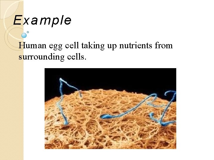Example Human egg cell taking up nutrients from surrounding cells. 