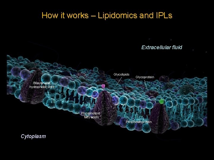 How it works – Lipidomics and IPLs Extracellular fluid Glycolipids Glycoprotein Bilayer and hydrophobic