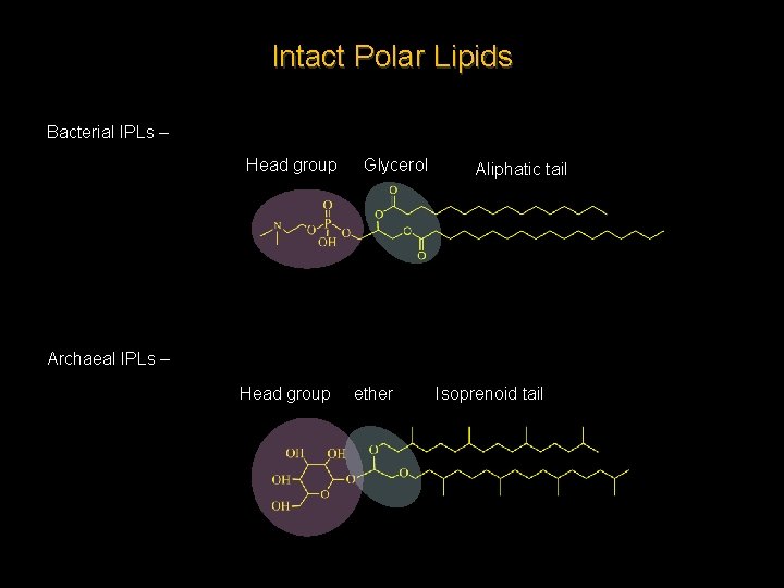 Intact Polar Lipids Bacterial IPLs – Head group Glycerol Aliphatic tail Archaeal IPLs –
