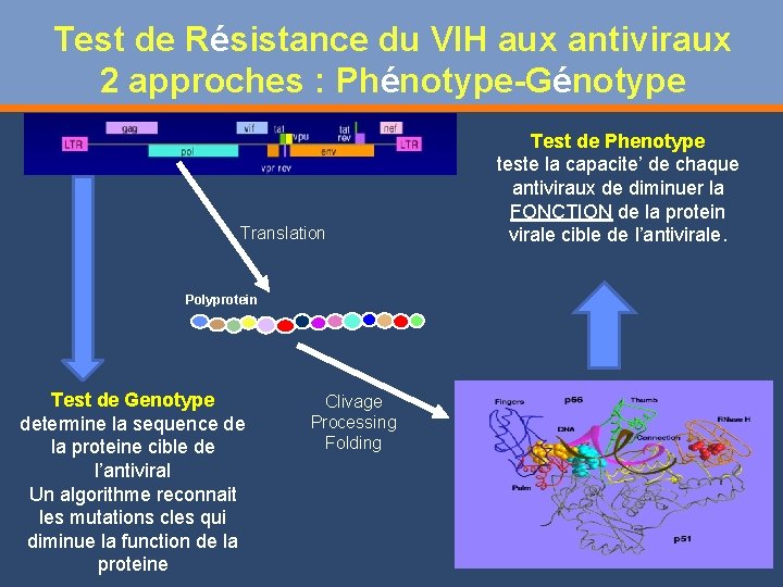 Trajet Dune Expatrie De La Phylognie Du Vih