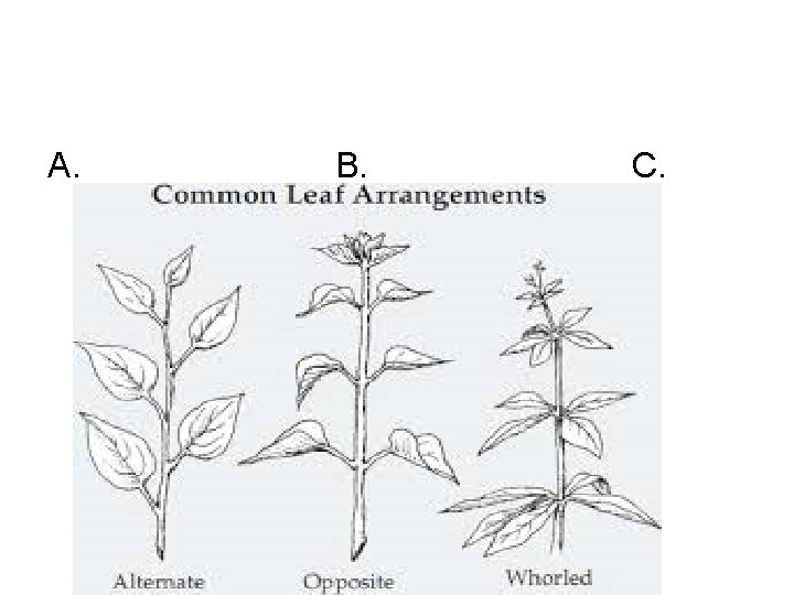 Honors Biology March 24 2016 Module 14 Kingdom