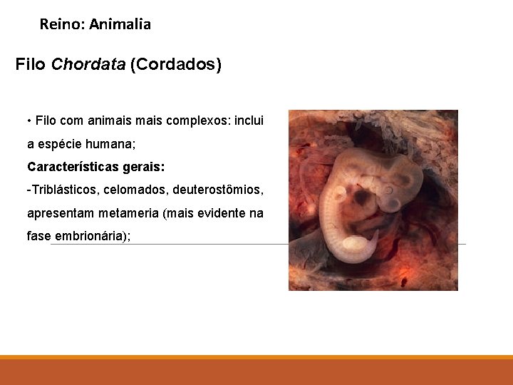 Reino: Animalia Filo Chordata (Cordados) • Filo com animais complexos: inclui a espécie humana;
