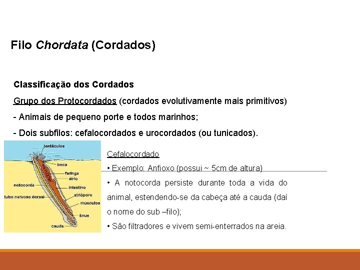 Filo Chordata (Cordados) Classificação dos Cordados Grupo dos Protocordados (cordados evolutivamente mais primitivos) -