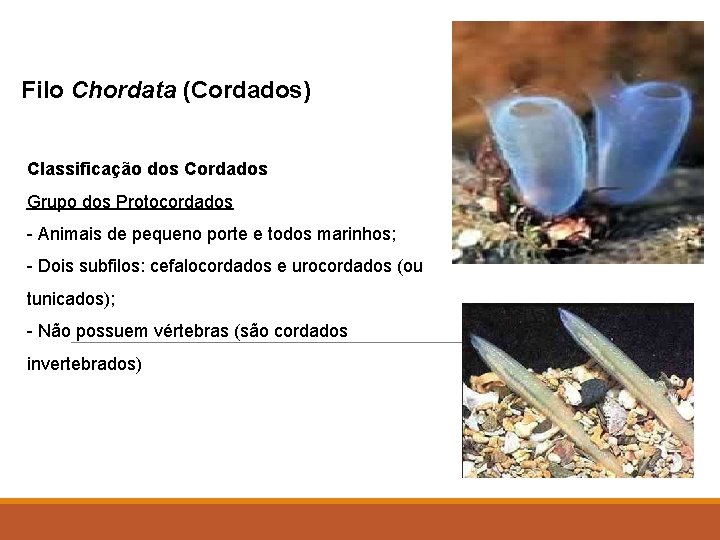 Filo Chordata (Cordados) Classificação dos Cordados Grupo dos Protocordados - Animais de pequeno porte