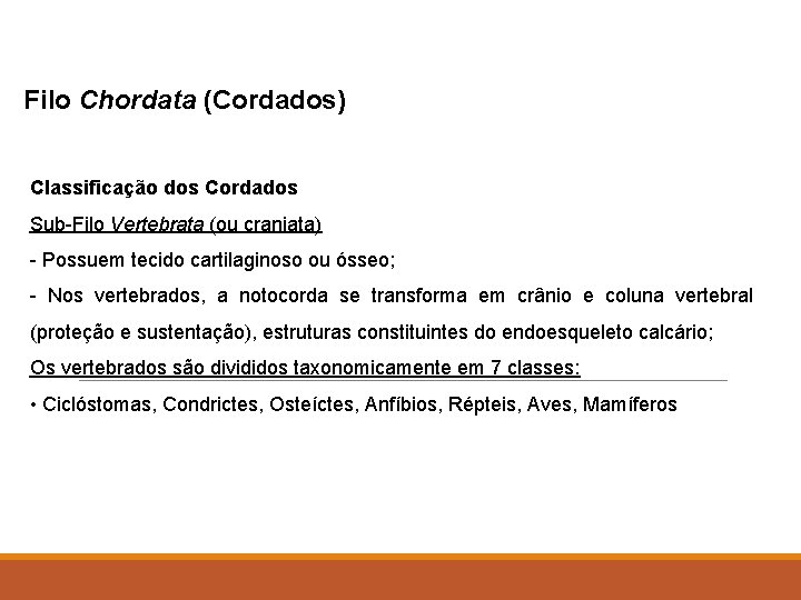 Filo Chordata (Cordados) Classificação dos Cordados Sub-Filo Vertebrata (ou craniata) - Possuem tecido cartilaginoso