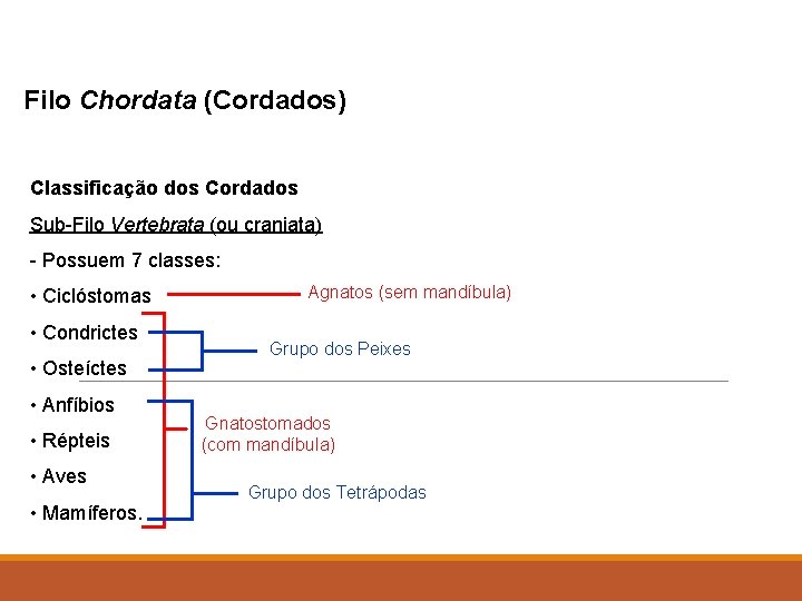 Filo Chordata (Cordados) Classificação dos Cordados Sub-Filo Vertebrata (ou craniata) - Possuem 7 classes: