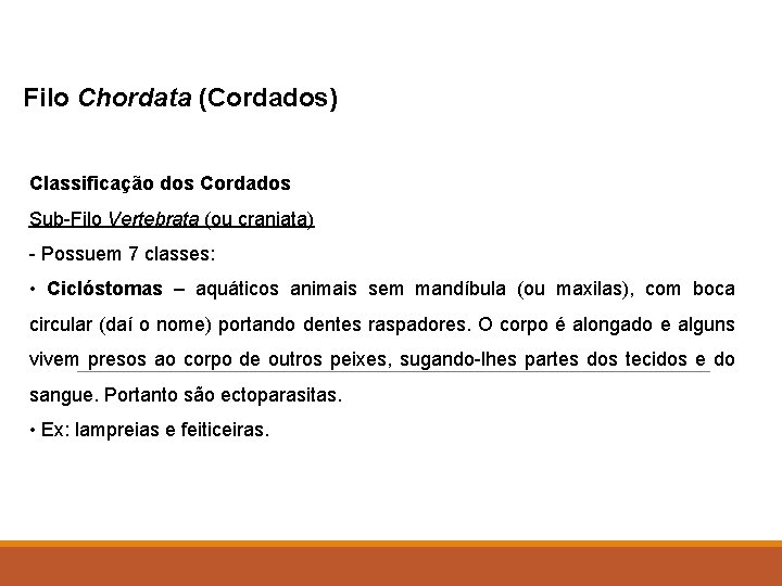 Filo Chordata (Cordados) Classificação dos Cordados Sub-Filo Vertebrata (ou craniata) - Possuem 7 classes: