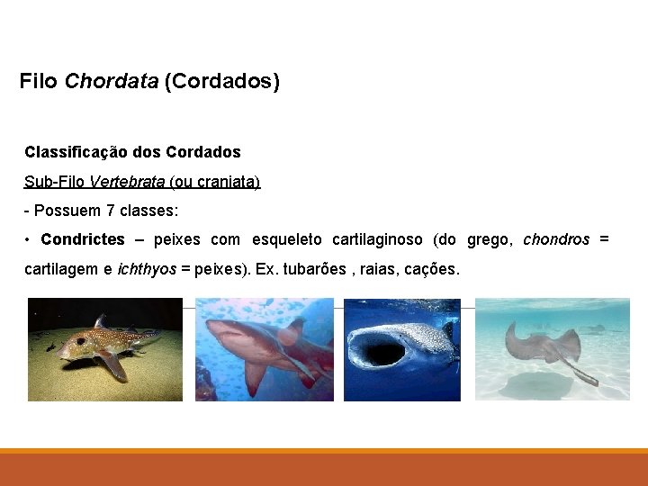 Filo Chordata (Cordados) Classificação dos Cordados Sub-Filo Vertebrata (ou craniata) - Possuem 7 classes: