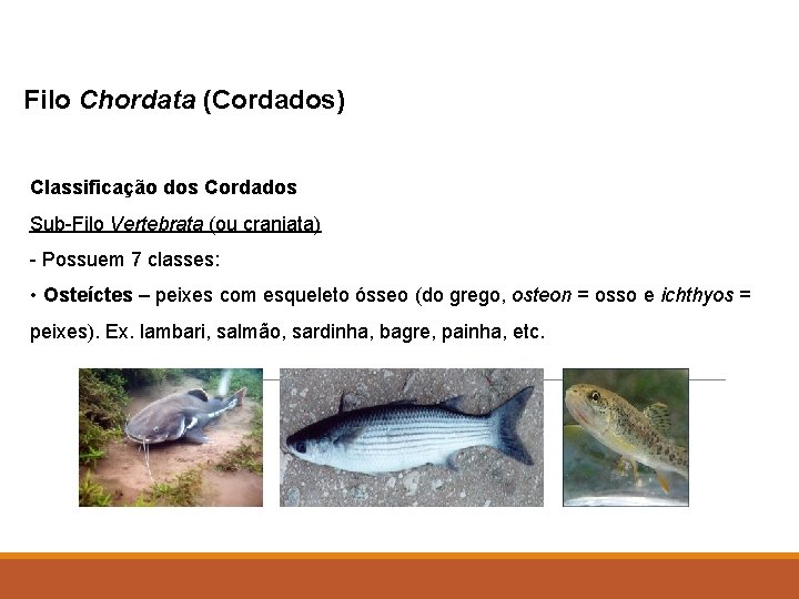 Filo Chordata (Cordados) Classificação dos Cordados Sub-Filo Vertebrata (ou craniata) - Possuem 7 classes: