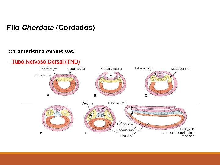 Filo Chordata (Cordados) Característica exclusivas - Tubo Nervoso Dorsal (TND) 