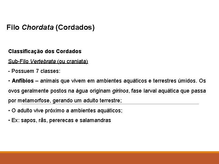 Filo Chordata (Cordados) Classificação dos Cordados Sub-Filo Vertebrata (ou craniata) - Possuem 7 classes: