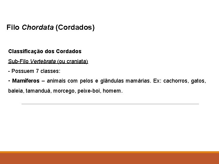 Filo Chordata (Cordados) Classificação dos Cordados Sub-Filo Vertebrata (ou craniata) - Possuem 7 classes: