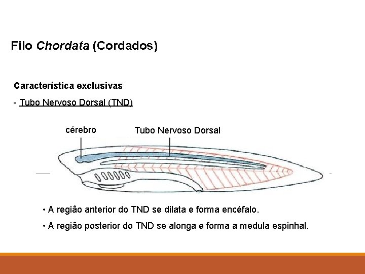 Filo Chordata (Cordados) Característica exclusivas - Tubo Nervoso Dorsal (TND) cérebro Tubo Nervoso Dorsal