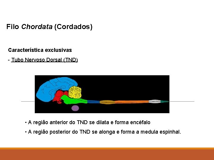 Filo Chordata (Cordados) Característica exclusivas - Tubo Nervoso Dorsal (TND) • A região anterior