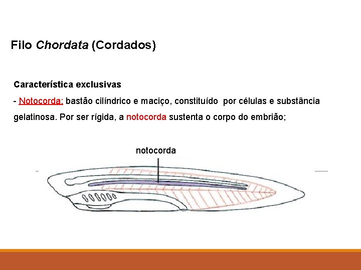 Filo Chordata (Cordados) Característica exclusivas - Notocorda: bastão cilíndrico e maciço, constituído por células