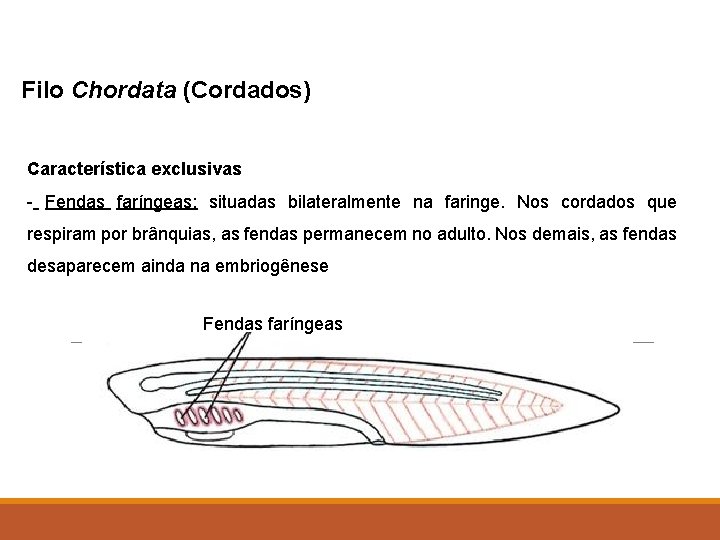 Filo Chordata (Cordados) Característica exclusivas - Fendas faríngeas: situadas bilateralmente na faringe. Nos cordados