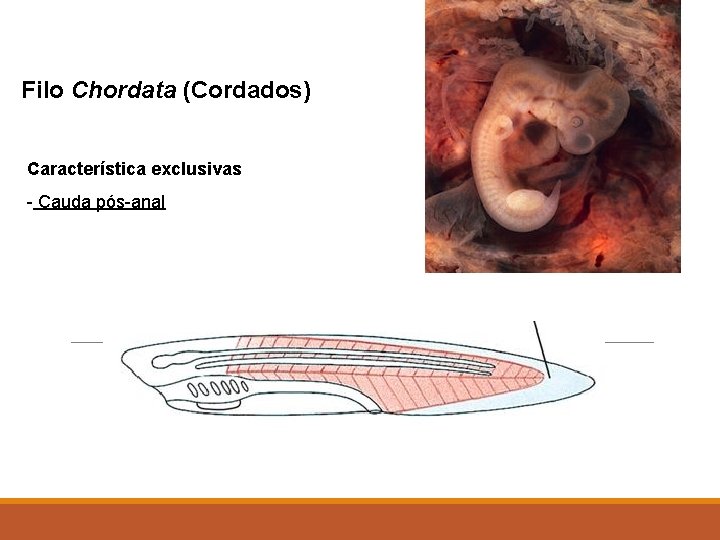 Filo Chordata (Cordados) Característica exclusivas - Cauda pós-anal 