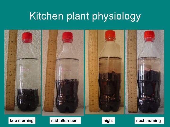 Kitchen plant physiology late morning mid-afternoon night next morning 