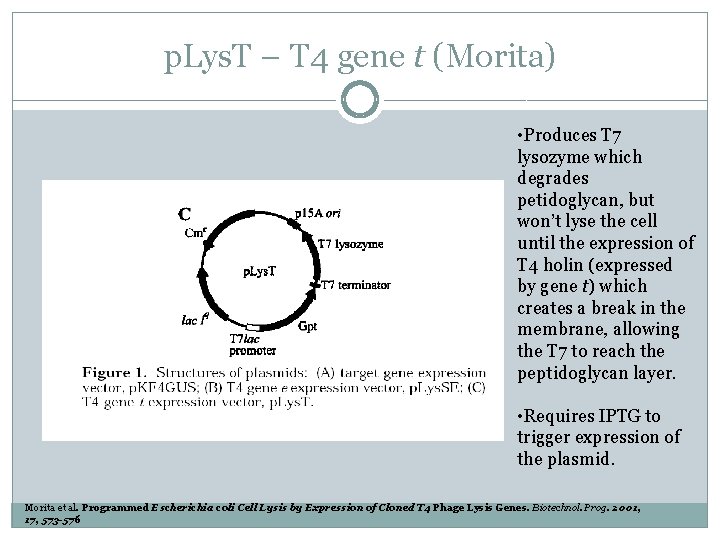 p. Lys. T – T 4 gene t (Morita) • Produces T 7 lysozyme