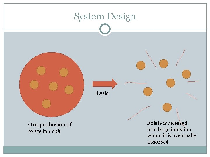 System Design Lysis Overproduction of folate in e coli Folate is released into large