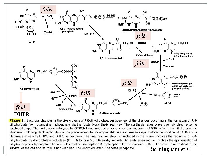 fol. E Biosynthetic pathway of folate fol. B fol. K fol. P fol. B