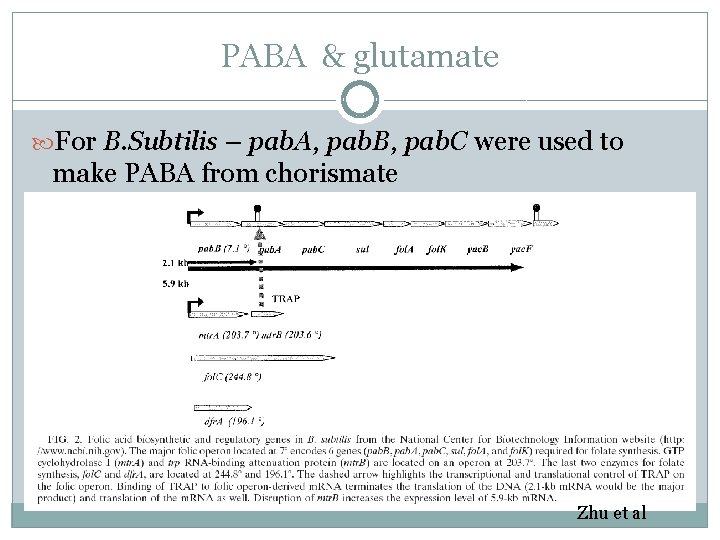 PABA & glutamate For B. Subtilis – pab. A, pab. B, pab. C were