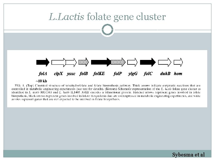 L. Lactis folate gene cluster Sybesma et al 