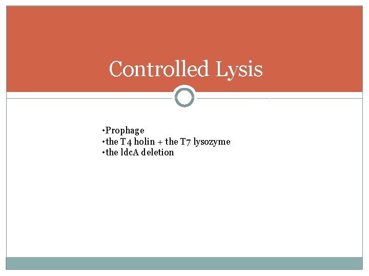 Controlled Lysis • Prophage • the T 4 holin + the T 7 lysozyme