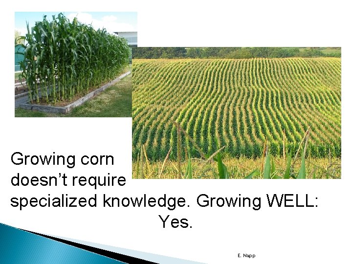 Growing corn doesn’t require specialized knowledge. Growing WELL: Yes. E. Napp 